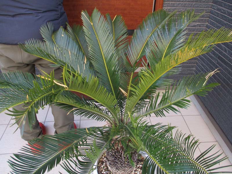 現品】蘇鉄（ソテツ）超大株 10号 BY26