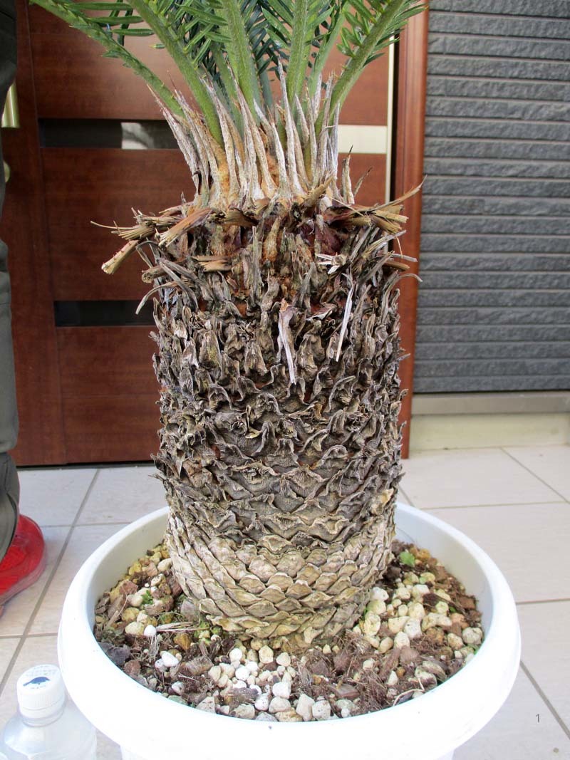 現品】蘇鉄（ソテツ）超大株 10号 BY26