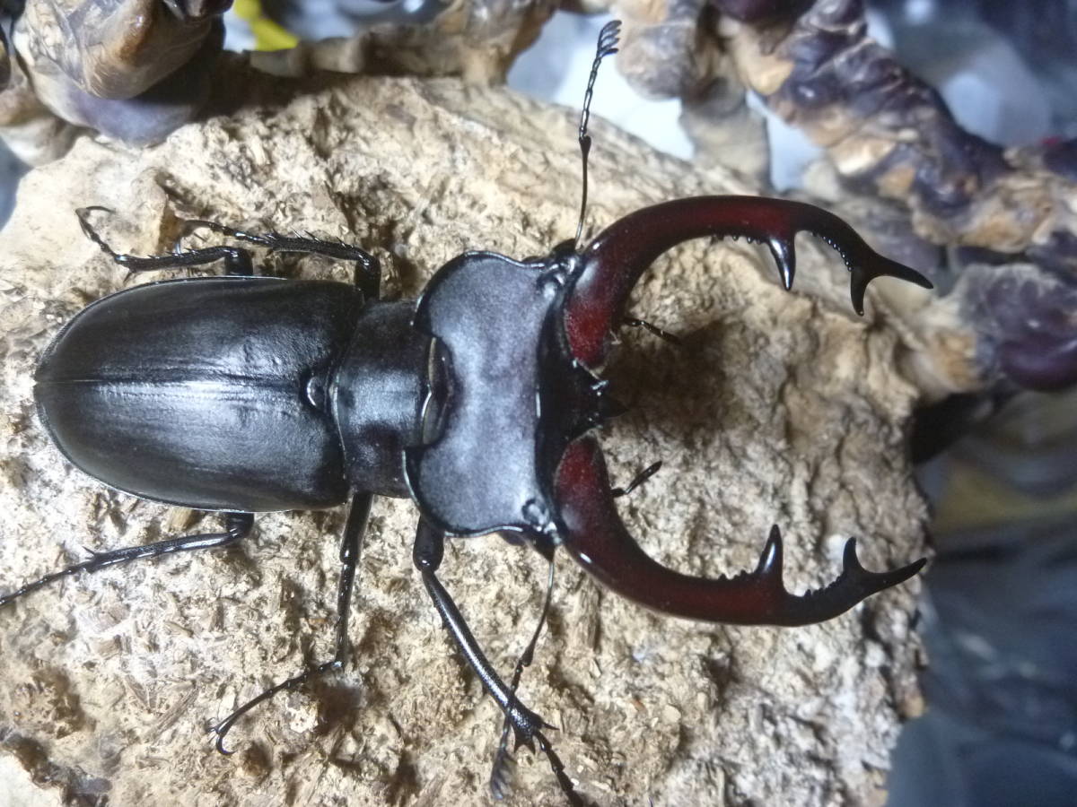 低価，高品質 ユダイクスミヤマクワガタ トルコ産 ♂83ｍｍ♀47ｍｍ ペア(外国産)｜売買されたオークション情報、yahooの商品情報をアーカイブ公開 - オークファン 外国産