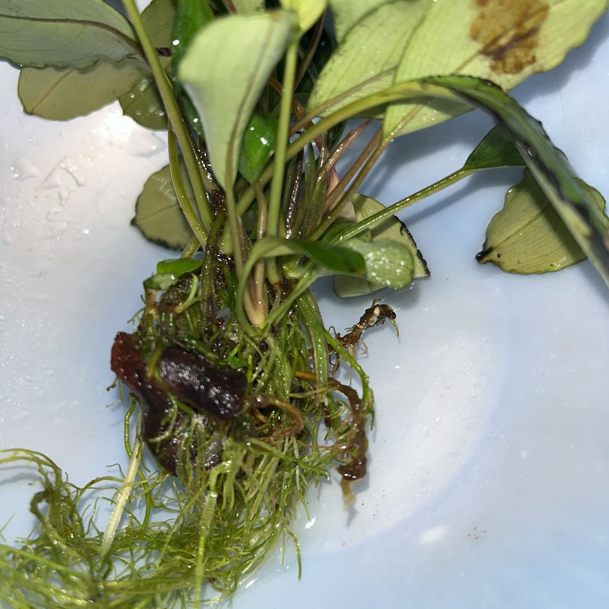 TB】Bucephalandra sp. Pearl gray ブセファランドラsp パール TB】Bucephalandra sp. Pearl gray ブセファランドラsp パール