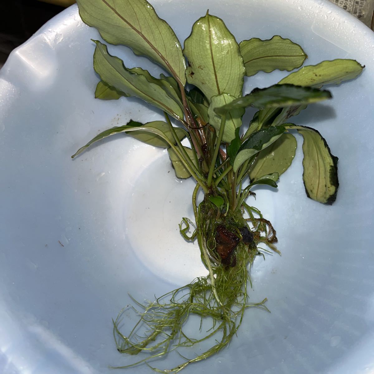 TB】Bucephalandra sp. Pearl gray ブセファランドラsp パールグレイ