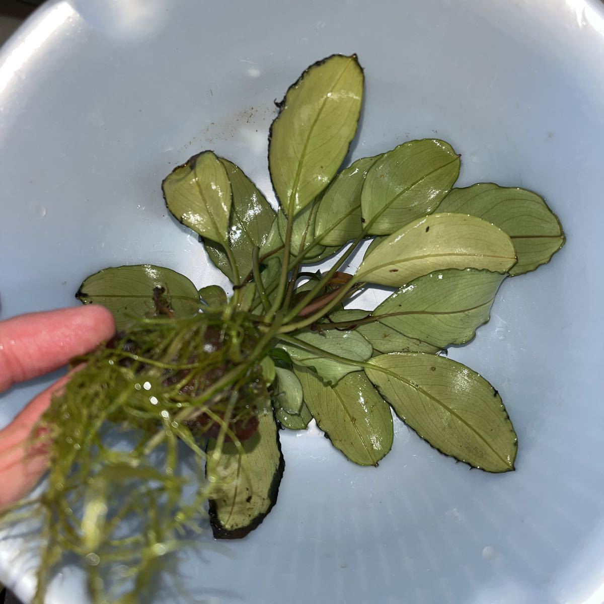 TB】Bucephalandra sp. Pearl gray ブセファランドラsp パールグレイ