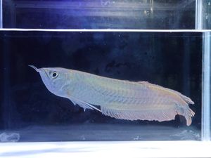 超爆安 熱帯魚 古代魚 アロワナのエサに ジャンボサイズワームｌｌサイズワーム3キロ エサ Hlt No