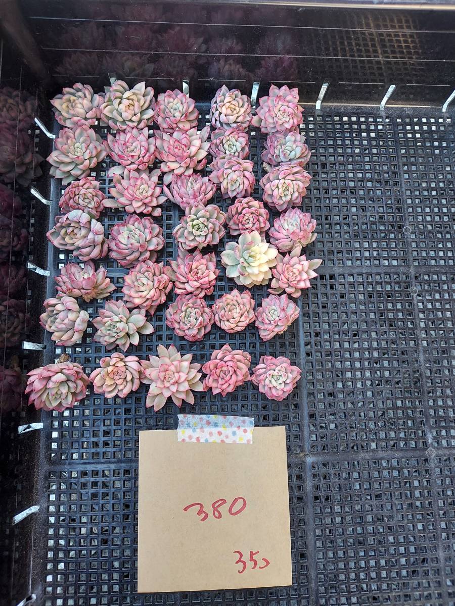 大人気，本物保証 韓国多肉植物 韓国苗 エケベリア Echeveria 117-380メビナ錦 小さい35個 岡山在庫 1/28岡山発送(サボテン)｜売買されたオークション情報、yahooの商品情報をアーカイブ公開 - オークファン サボテン