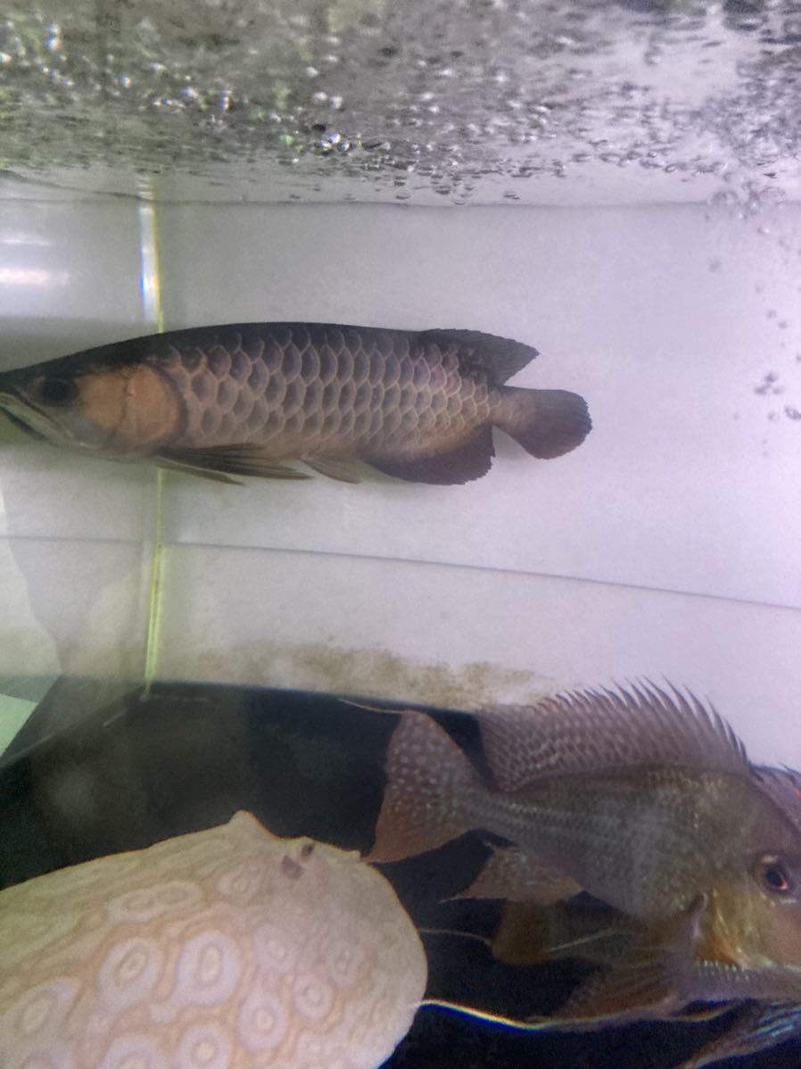 フォーエバー ±35 熱帯魚