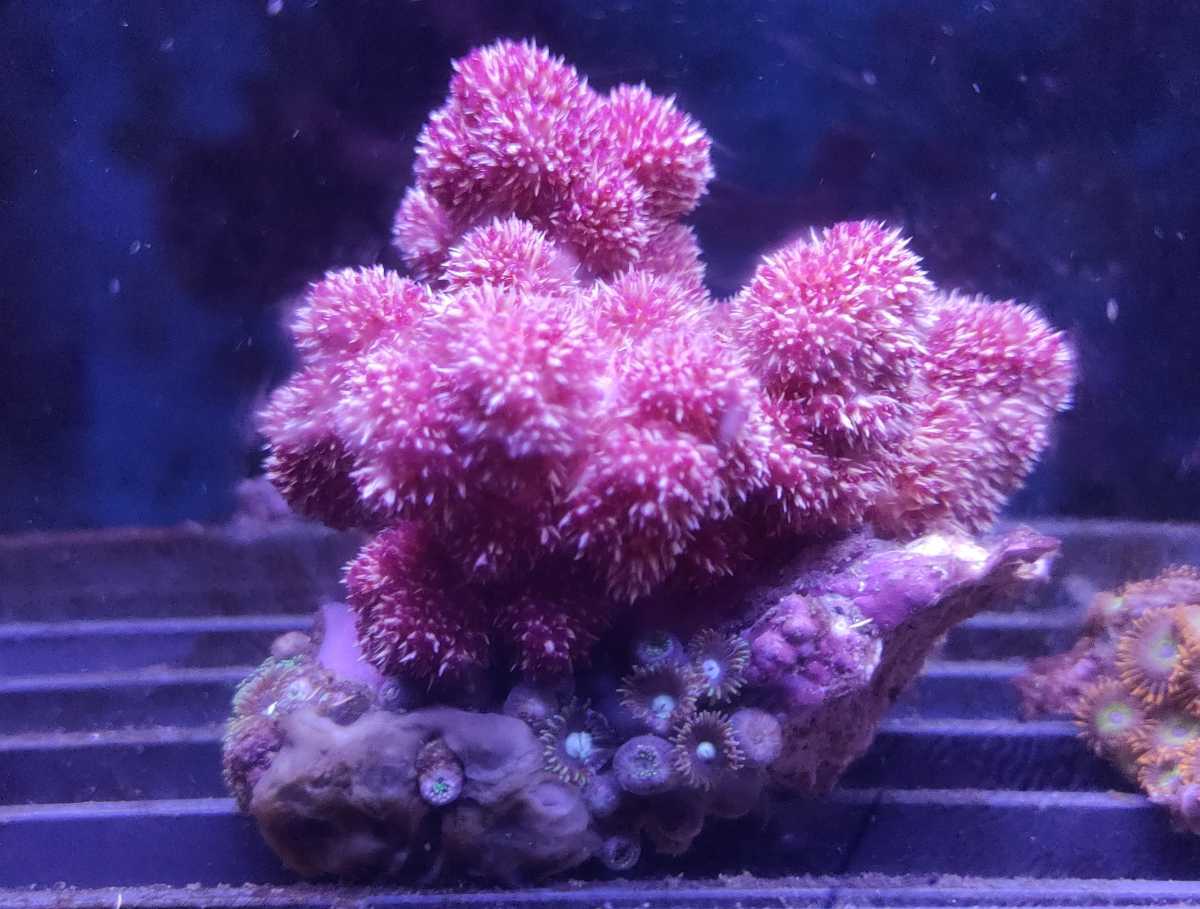 トゲトサカ 高さ8cm程度 2 6 サンゴ ソフトコーラル 海水魚 売買されたオークション情報 Yahooの商品情報をアーカイブ公開 オークファン Aucfan Com