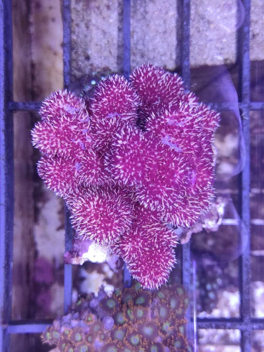 トゲトサカ 高さ8cm程度 2 6 サンゴ ソフトコーラル 海水魚 売買されたオークション情報 Yahooの商品情報をアーカイブ公開 オークファン Aucfan Com トゲトサカ 高さ8cm程度 2 6 サンゴ ソフトコーラル 海水魚 売買されたオークション情報 Yahooの商品情報をアーカイブ公開 オークファン Aucfan Com