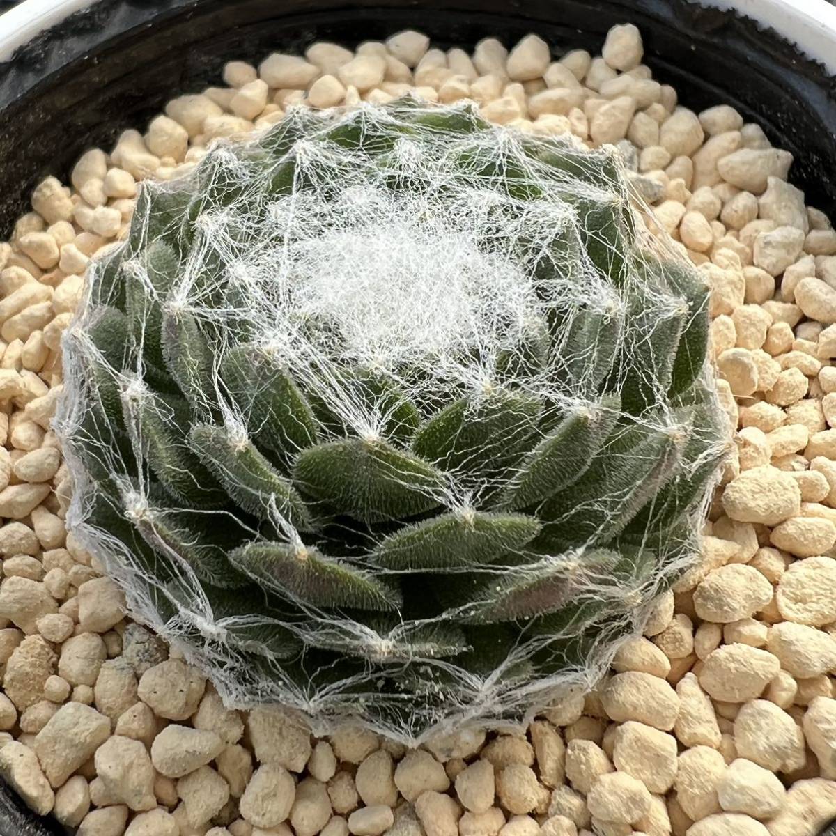 多肉植物 センペルビウム センペル 大巻絹 鉢6 5センチ サボテン 売買されたオークション情報 Yahooの商品情報をアーカイブ公開 オークファン Aucfan Com