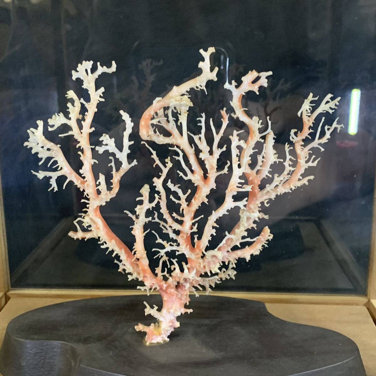 赤珊瑚 置物 天然 サンゴ 珊瑚 1kg超 血赤珊瑚 置物 オブジェ」の