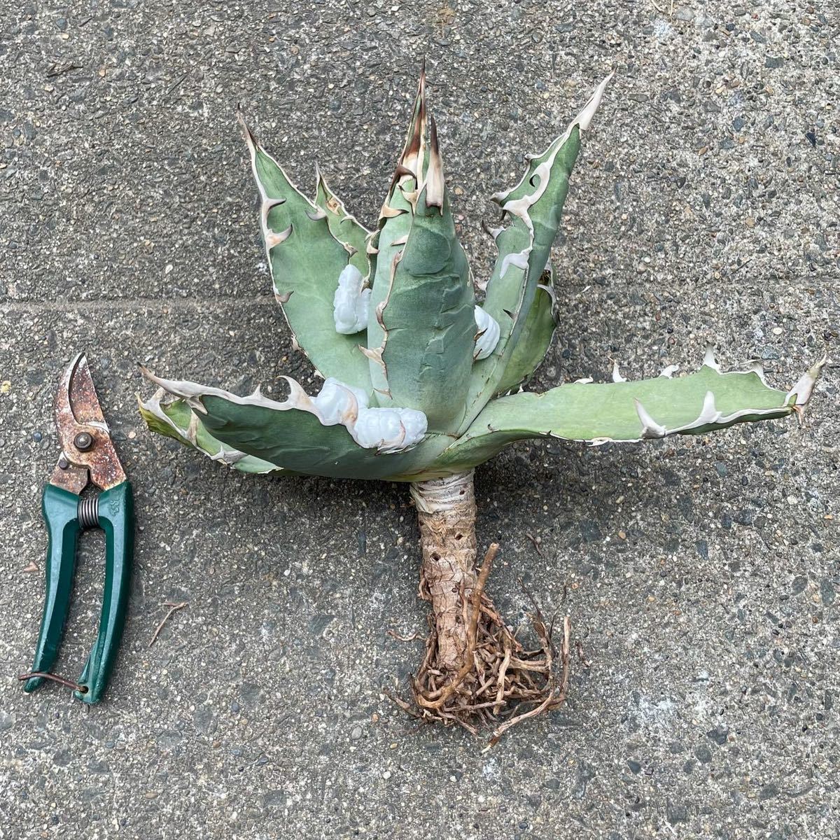 アガベ　オテロイ 台湾ゴジラ 中株 アガベ チタノタ titanota ゴジラ agave 子株 オテロイ GODZILLA Agave