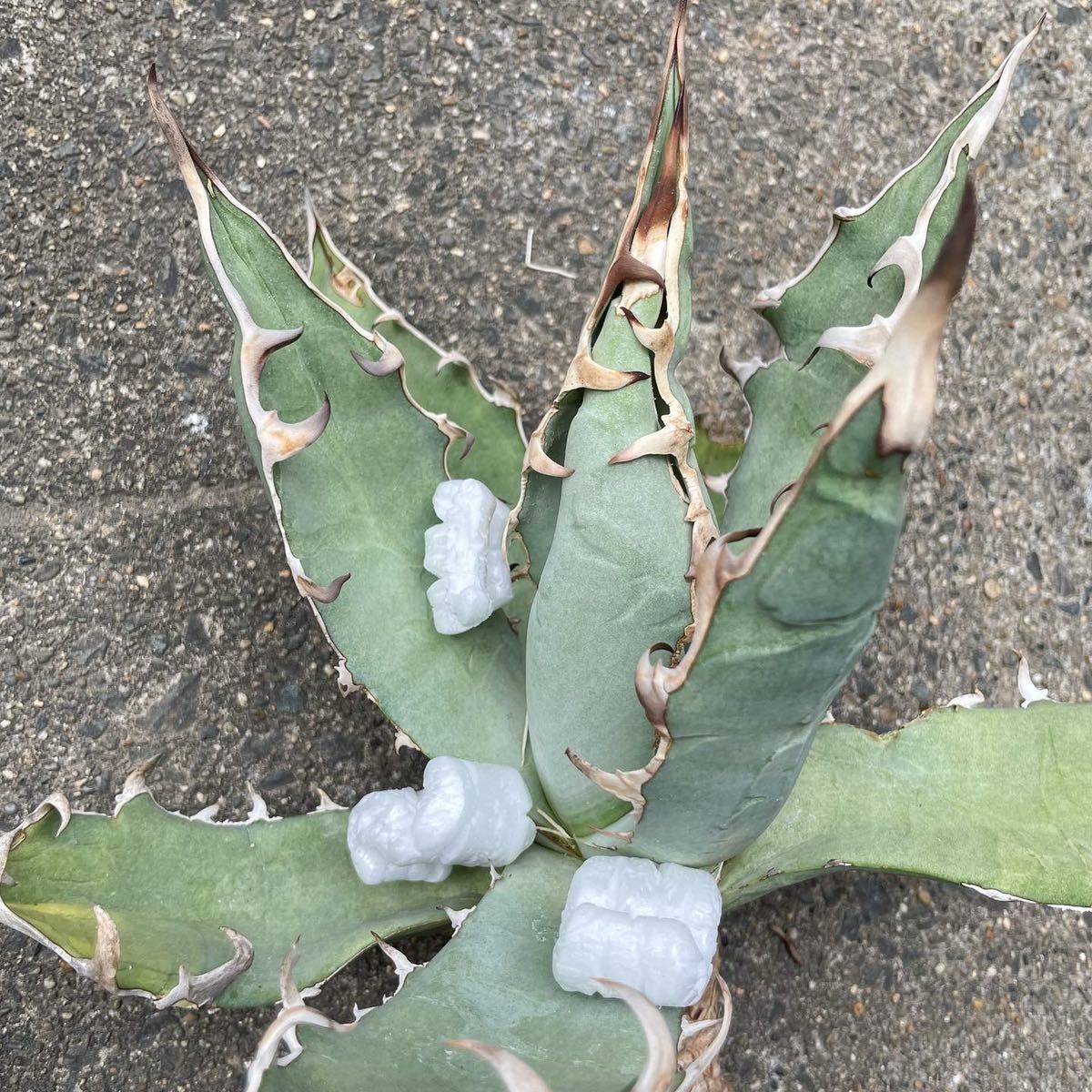 アガベ チタノタ titanota ゴジラ agave 子株 オテロイ GODZILLA Agave