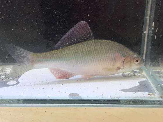 ｐｕｒｅ 日本淡水 カネヒラ ｍサイズ ５匹 数量限定 美種 綺麗な淡水魚 大型タナゴ 激安 大きくなる血統 川魚 売買されたオークション情報 Yahooの商品情報をアーカイブ公開 オークファン Aucfan Com