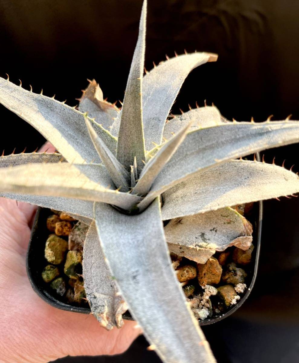 山採り 野生株 ディッキア Dyckia fosteriana Senges ③（山採り 野生 