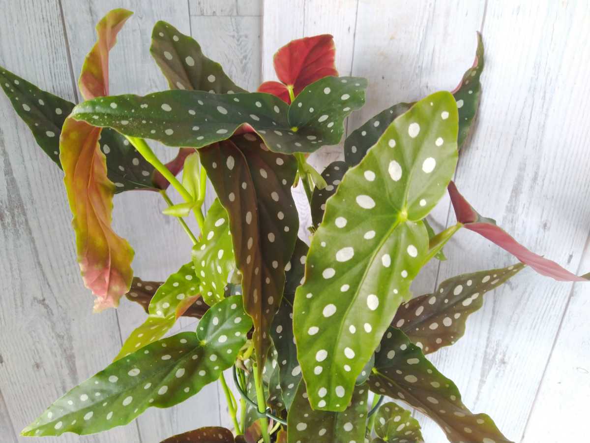 【レア】 ベゴニア　マクラータ　大株　全高：約55cm　　木立ベゴニア　begonia maculata