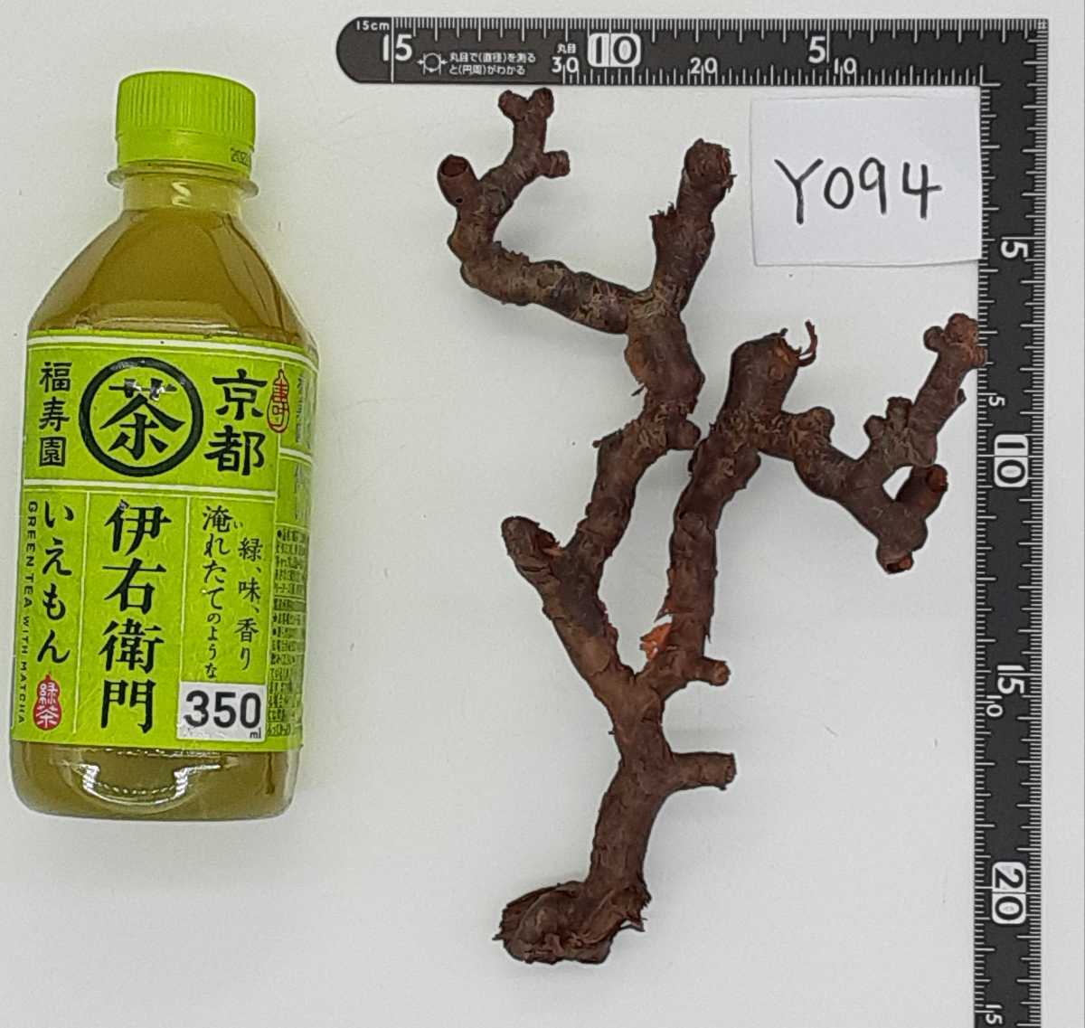 Pelargonium ミラビレ ペラルゴニウム mirabile | E,ペラルゴニウム Pay ID ペラルゴニム sp. ペラルゴニウム・ミラビレのことを私たちはよく知らない（暫定 実生AJ48 ゑ.7 クラシカウレとミラビレに似た葉 &frasl; 褐色の枝幹から浮かぶふわふわの