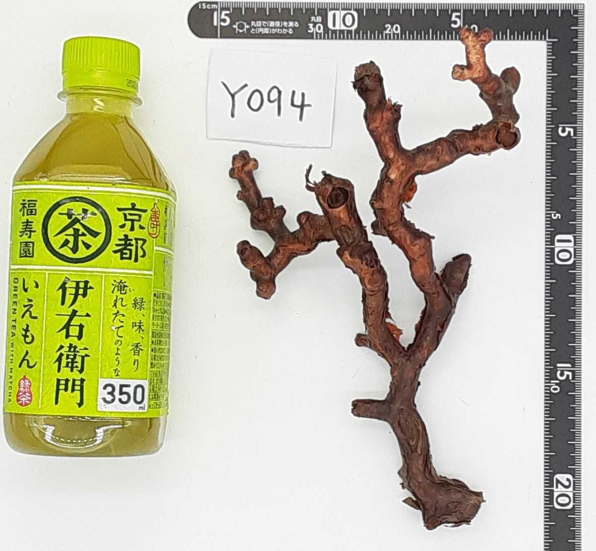Pelargonium ミラビレ ペラルゴニウム mirabile | E,ペラルゴニウム Pay ID ペラルゴニム sp. ペラルゴニウム・ミラビレのことを私たちはよく知らない（暫定 実生AJ48 ゑ.7 クラシカウレとミラビレに似た葉 &frasl; 褐色の枝幹から浮かぶふわふわの