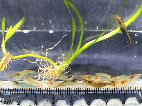 ミナミヌマエビ150匹 A 岡山産 翌日着エリア限定 死着補償有り メダカ 熱帯魚 水草 コケ取り ヒメタニシ ヤマトヌマエビ ヌマエビ 売買されたオークション情報 Yahooの商品情報をアーカイブ公開 オークファン Aucfan Com