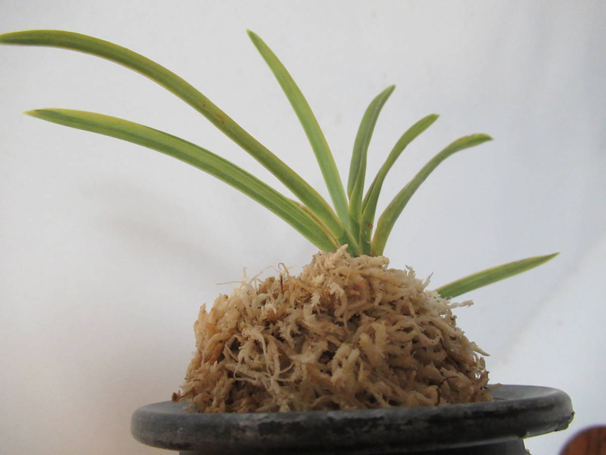 INZ富貴蘭【 購入時の札名 五十鈴川！！！】フウキラン・春蘭・