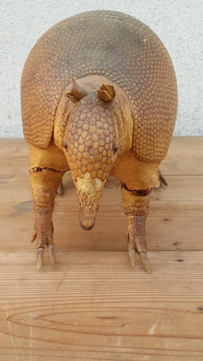 レア 希少 アルマジロ 剥製 希少 標本 動物 昭和レトロ オブジェ 置物