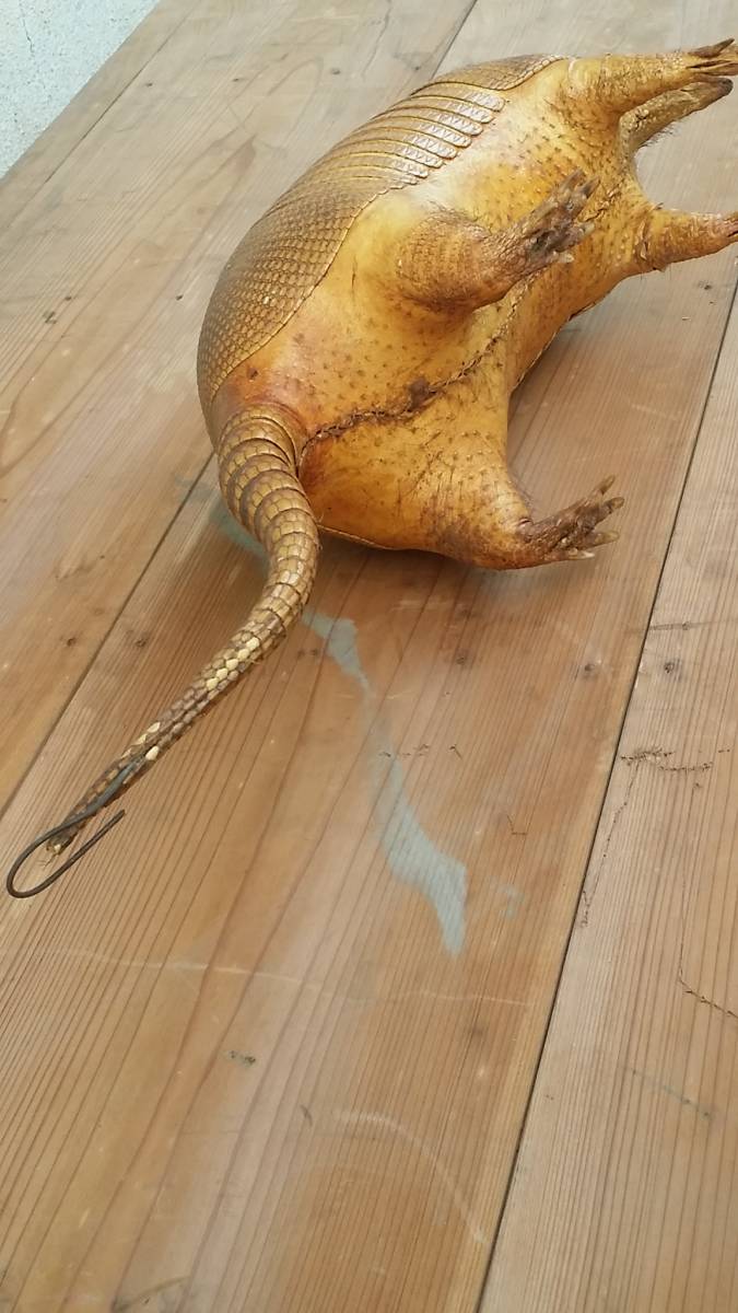 レア 希少 アルマジロ 剥製 希少 標本 動物 昭和レトロ オブジェ 置物