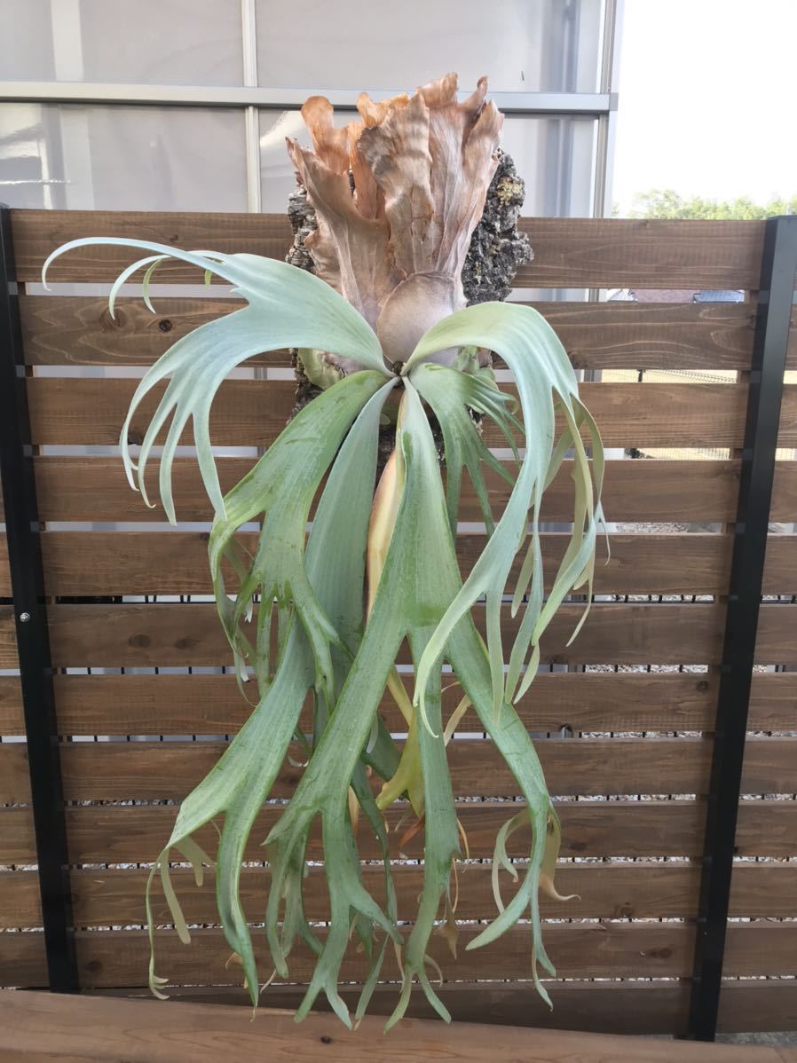 P. willinckii 'Bogor' ビカクシダ ボゴール 新作入荷，安い 【公式通販】