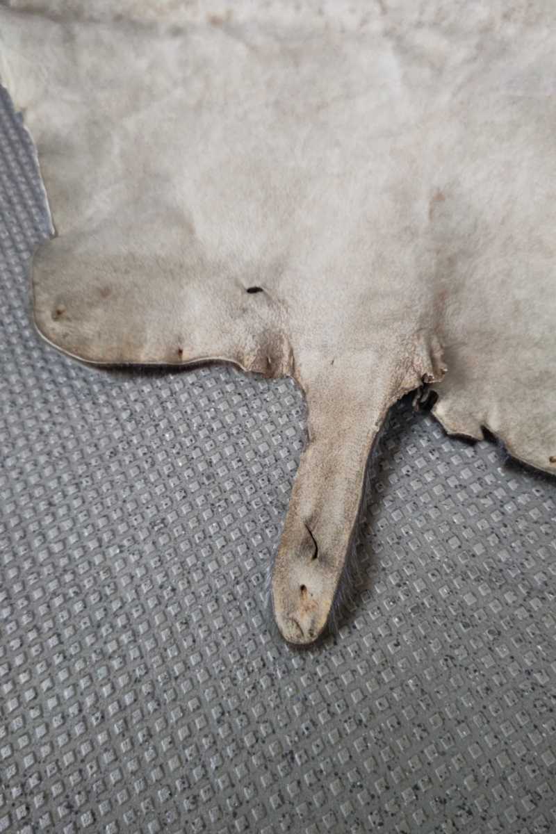 珍品】 アザラシ シール ワイド 引敷 尻当 腰巻 腰当 尻皮 尻革 毛皮 