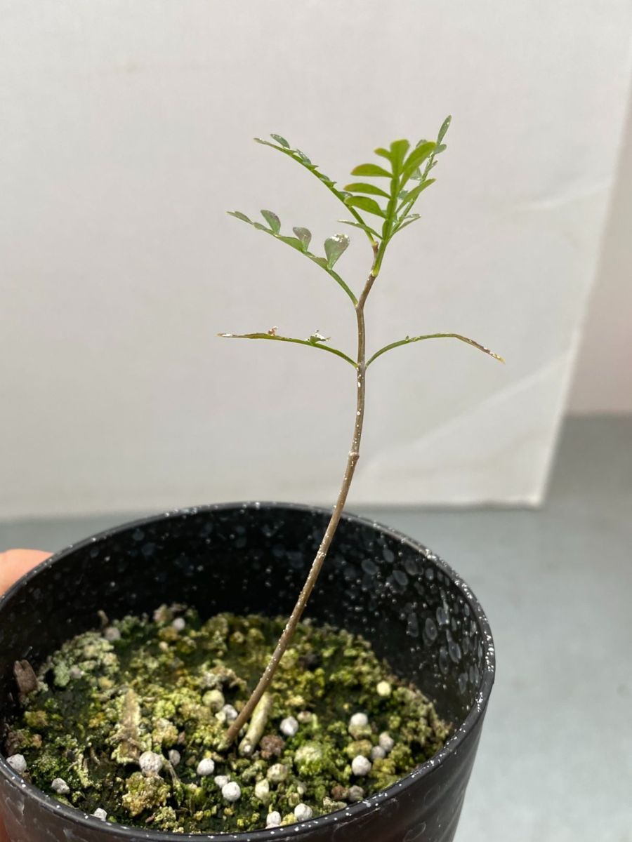 コ7604 「実生株」オペルクリカリア パキプス 2年株【種から発芽！・発