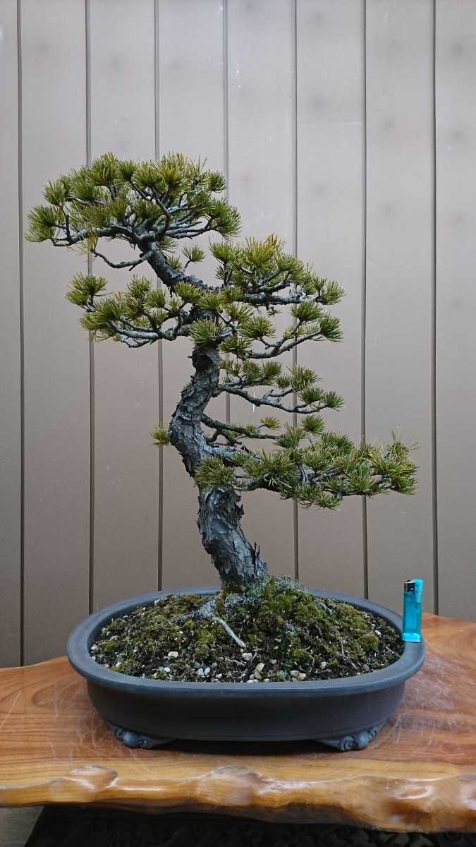 盆栽 五葉松 樹高63cm 盆栽 五葉松 樹高63cm 樹高96cm 樹高14.5㎝ の