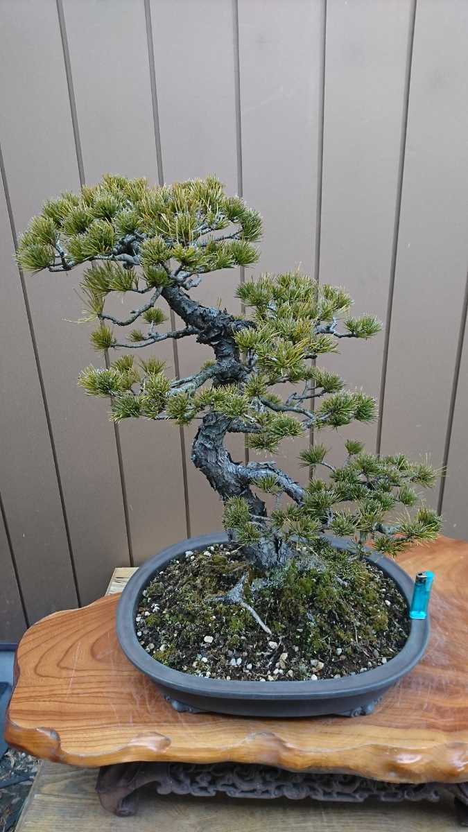 盆栽 五葉松 樹高63cm 盆栽 五葉松 樹高63cm 樹高96cm 樹高14.5㎝ の
