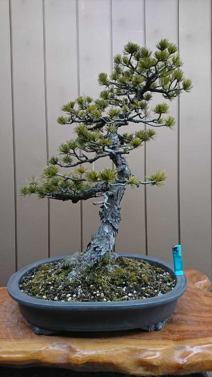 盆栽 五葉松 樹高63cm 盆栽 五葉松 樹高63cm 樹高96cm 樹高14.5㎝ の