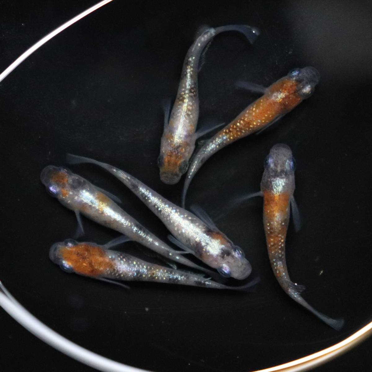 大川めだか 三色ラメ体外光 メス4 オス2 現物出品 メダカ 3色 Wi 01掛け合わせ系統 めだか 売買されたオークション情報 Yahooの商品情報をアーカイブ公開 オークファン Aucfan Com 大川めだか 三色ラメ体外光 メス4 オス2 現物出品 メダカ 3色 Wi 01掛け合わせ系統 めだか 売買されたオークション情報 Yahooの商品情報をアーカイブ公開 オークファン Aucfan Com
