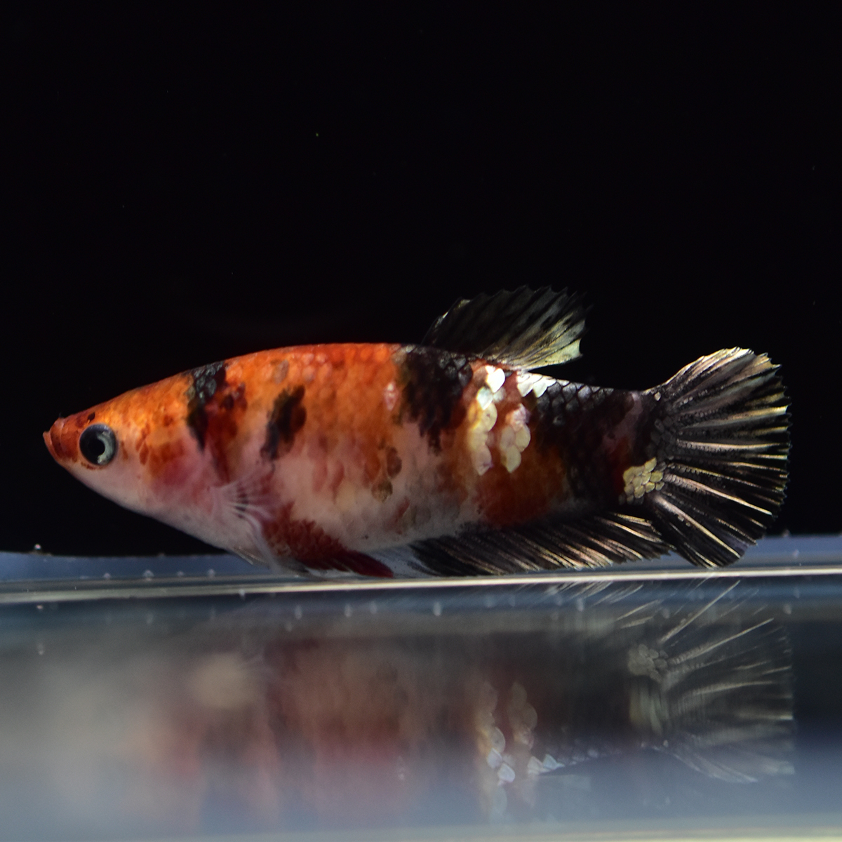 Hmpk プラカット キャンディ ベタ メス Bt090 鯉ベタ ギャラクシー 雌 ベタ 売買されたオークション情報 Yahooの商品情報をアーカイブ公開 オークファン Aucfan Com