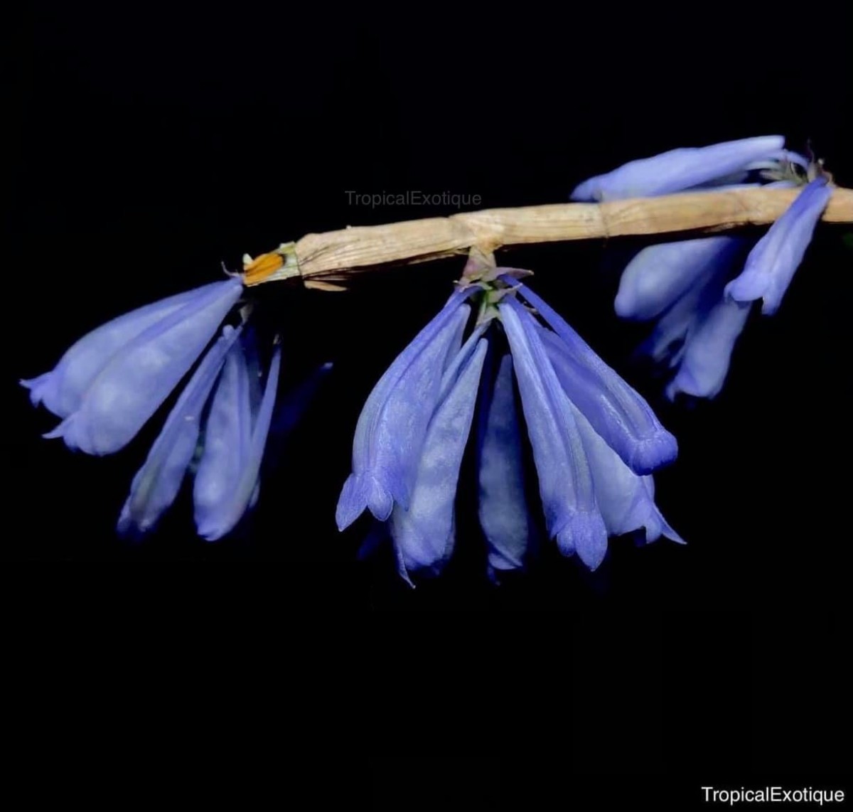 洋蘭原種 197 超希少種 幻の青いデンドロビューム まだ小さい株です Den Sp Papua Blue デンドロビューム Sp パプアブルー Www Indianobserver Com