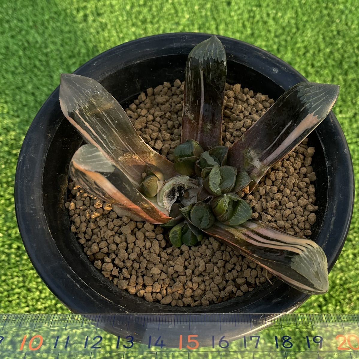 ハオルチア ≧∇≦）多肉植物 コレクタ錦 火焔山 鮮明黄色斑 - （≧∇≦）
