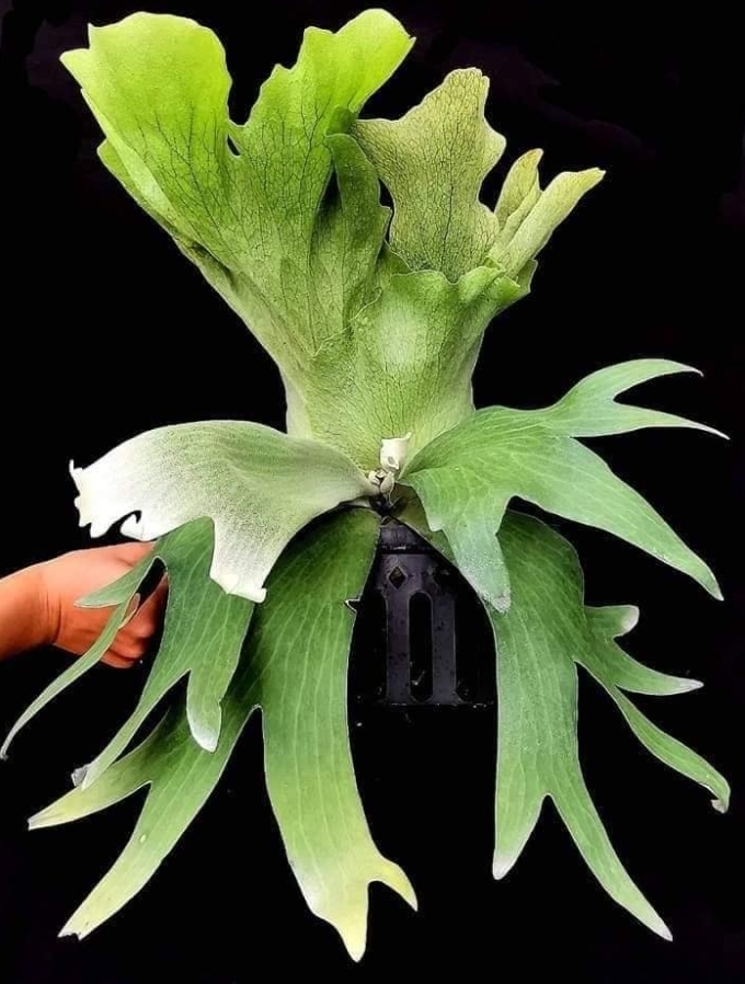 Platycerium | wallichii P. Willinckii Wallichii willinckii – : x