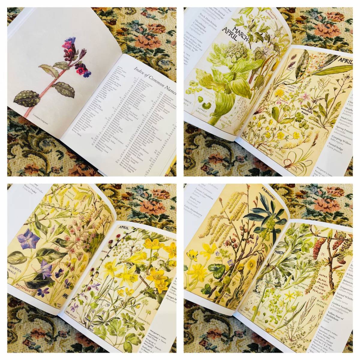 洋書 植物図鑑 イギリス 花図鑑 水彩画 イラストブック 辞典 辞書 画集 売買されたオークション情報 Yahooの商品情報をアーカイブ公開 オークファン Aucfan Com