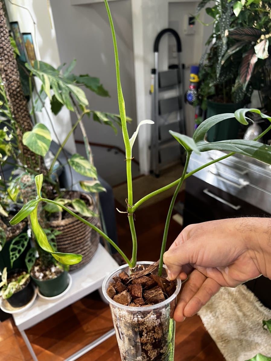 Philodendron Paloraense |    ()Yahoo!(!)  -  aucfan.com