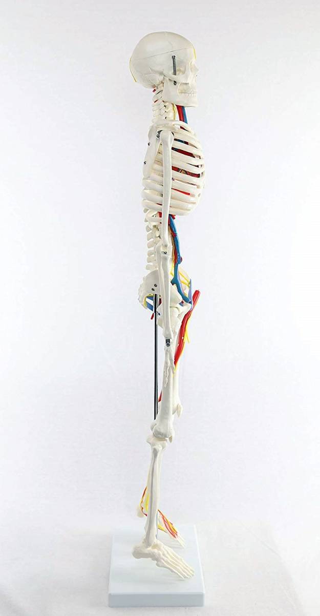 人体骨格模型 「心臓・神経・血管付 可動型」人体1/2模型 85cm 