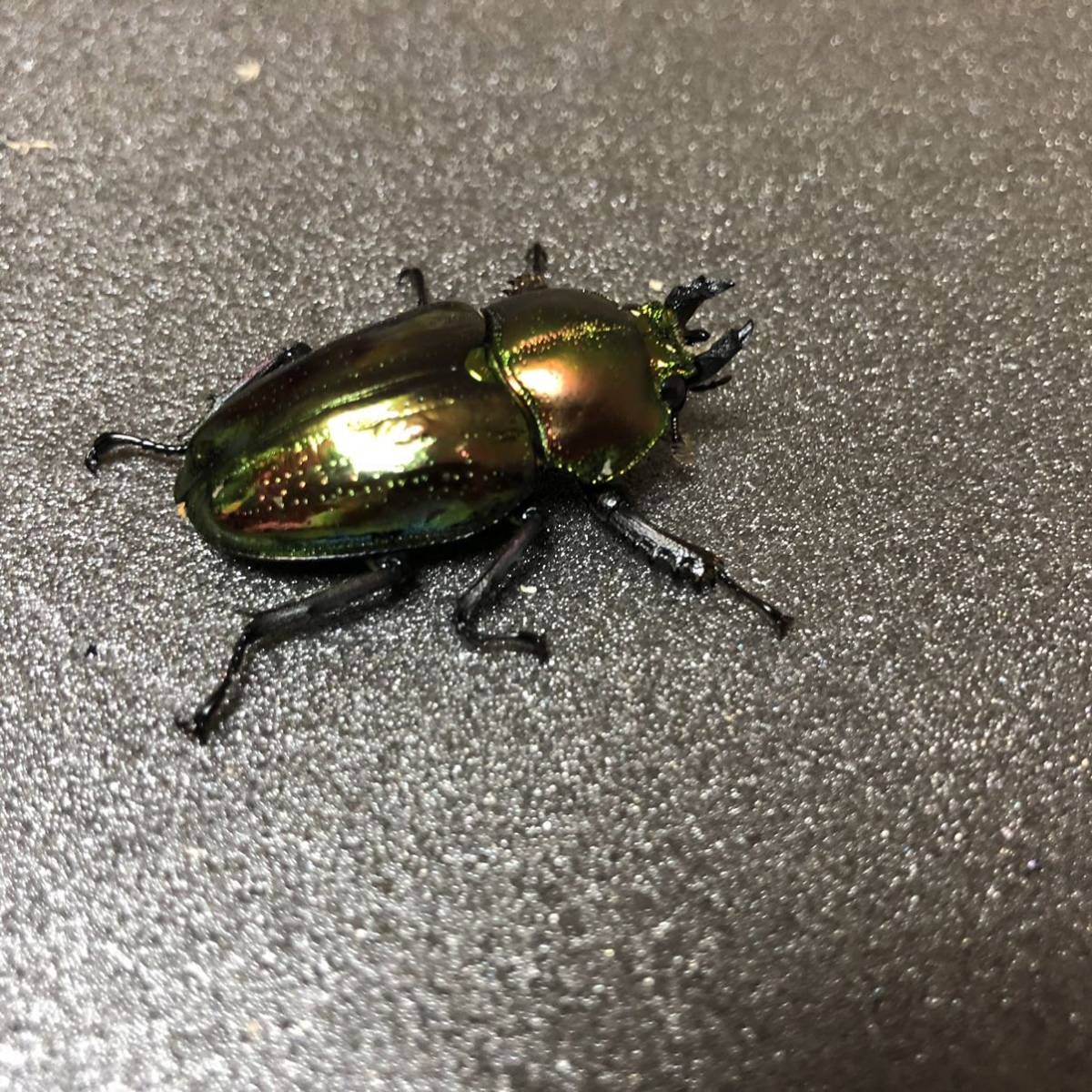 青紋 ニジイロクワガタ メス 単品 外国産 売買されたオークション情報 Yahooの商品情報をアーカイブ公開 オークファン Aucfan Com