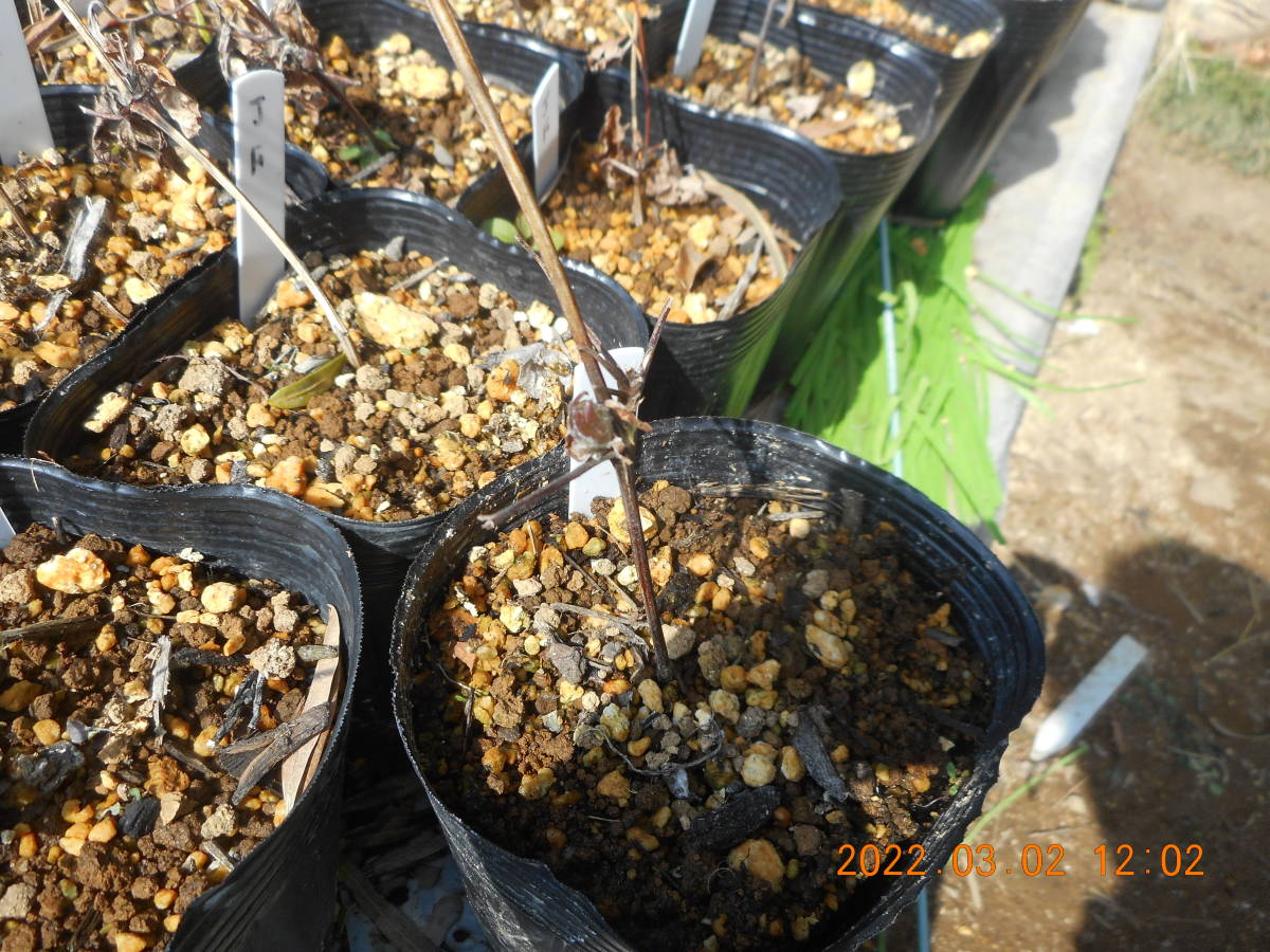 クレマチス 春姫 21年挿し木発根ポット苗 同梱可 略号 Hh 苗 売買されたオークション情報 Yahooの商品情報をアーカイブ公開 オークファン Aucfan Com