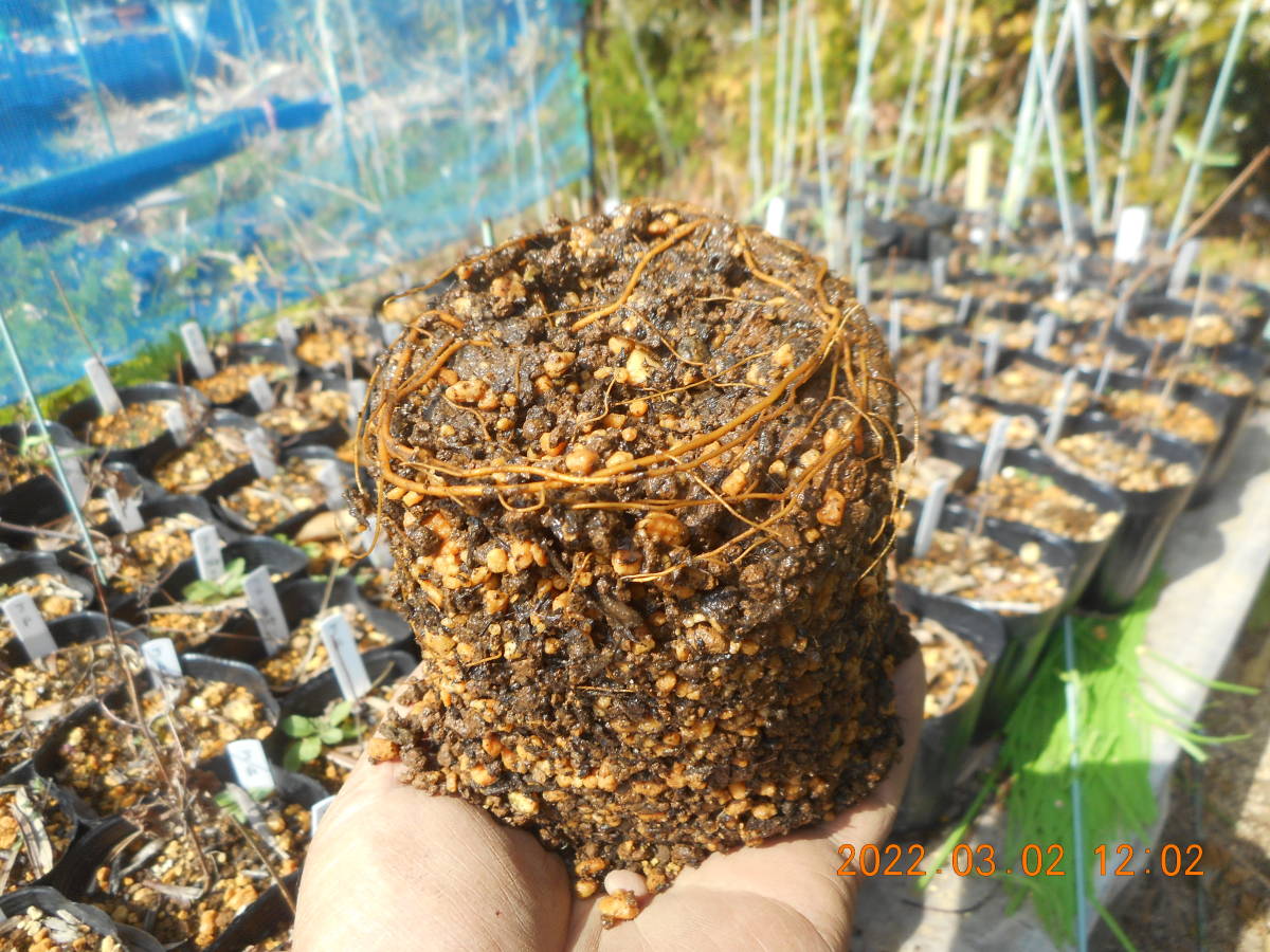 クレマチス 春姫 21年挿し木発根ポット苗 同梱可 略号 Hh 苗 売買されたオークション情報 Yahooの商品情報をアーカイブ公開 オークファン Aucfan Com