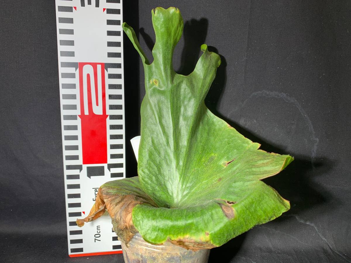 B4 58 ビカクシダ ワンダエ Platy Wandae ビカクシダ コウモリラン 売買されたオークション情報 Yahooの商品情報をアーカイブ公開 オークファン Aucfan Com B4 58 ビカクシダ ワンダエ Platy Wandae ビカクシダ コウモリラン 売買されたオークション情報 Yahooの商品情報をアーカイブ公開 オークファン Aucfan Com