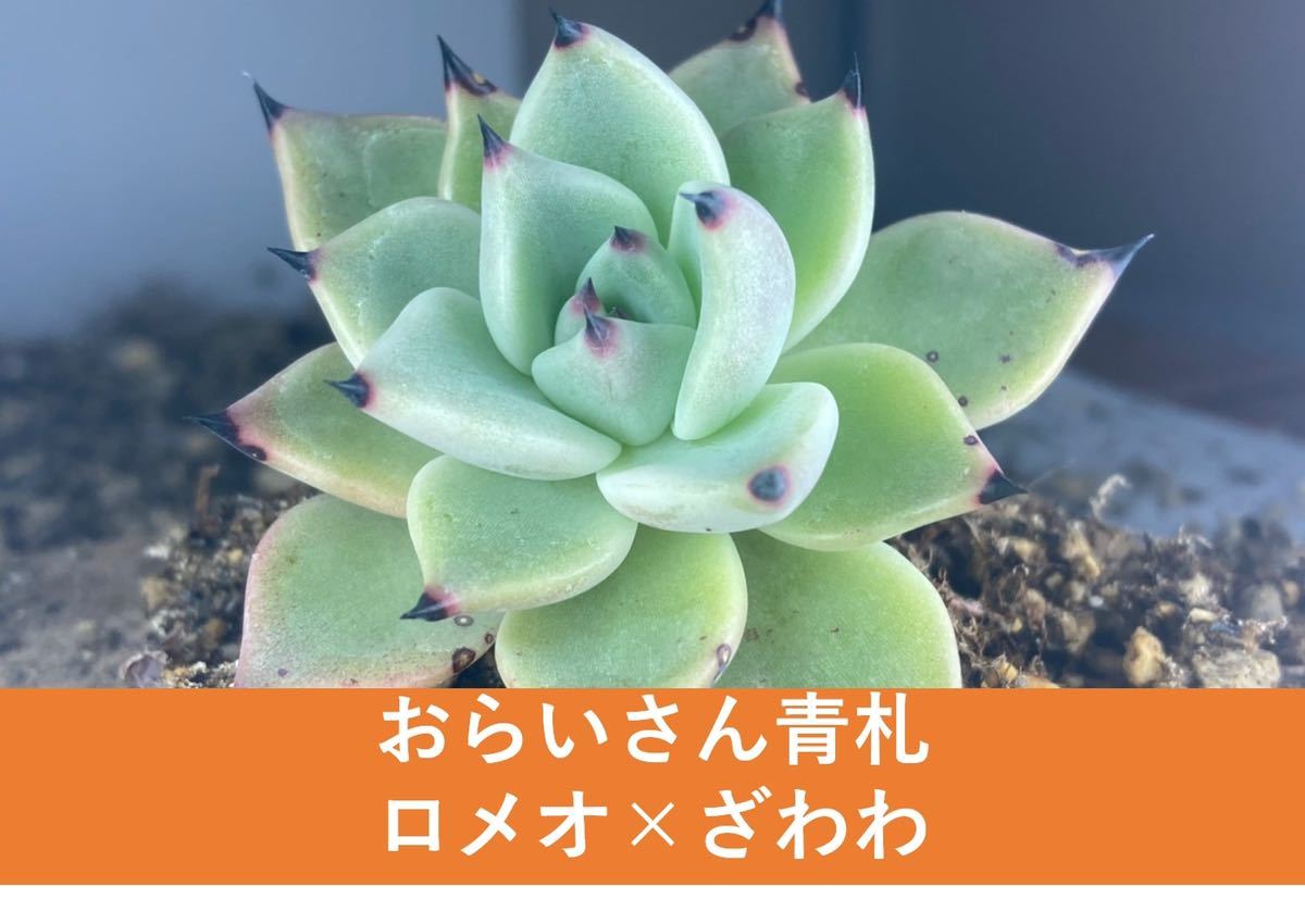 おらいさん苗 青札 ロメオ ×ざわわ 多肉 エケベリア ミックスベリア  