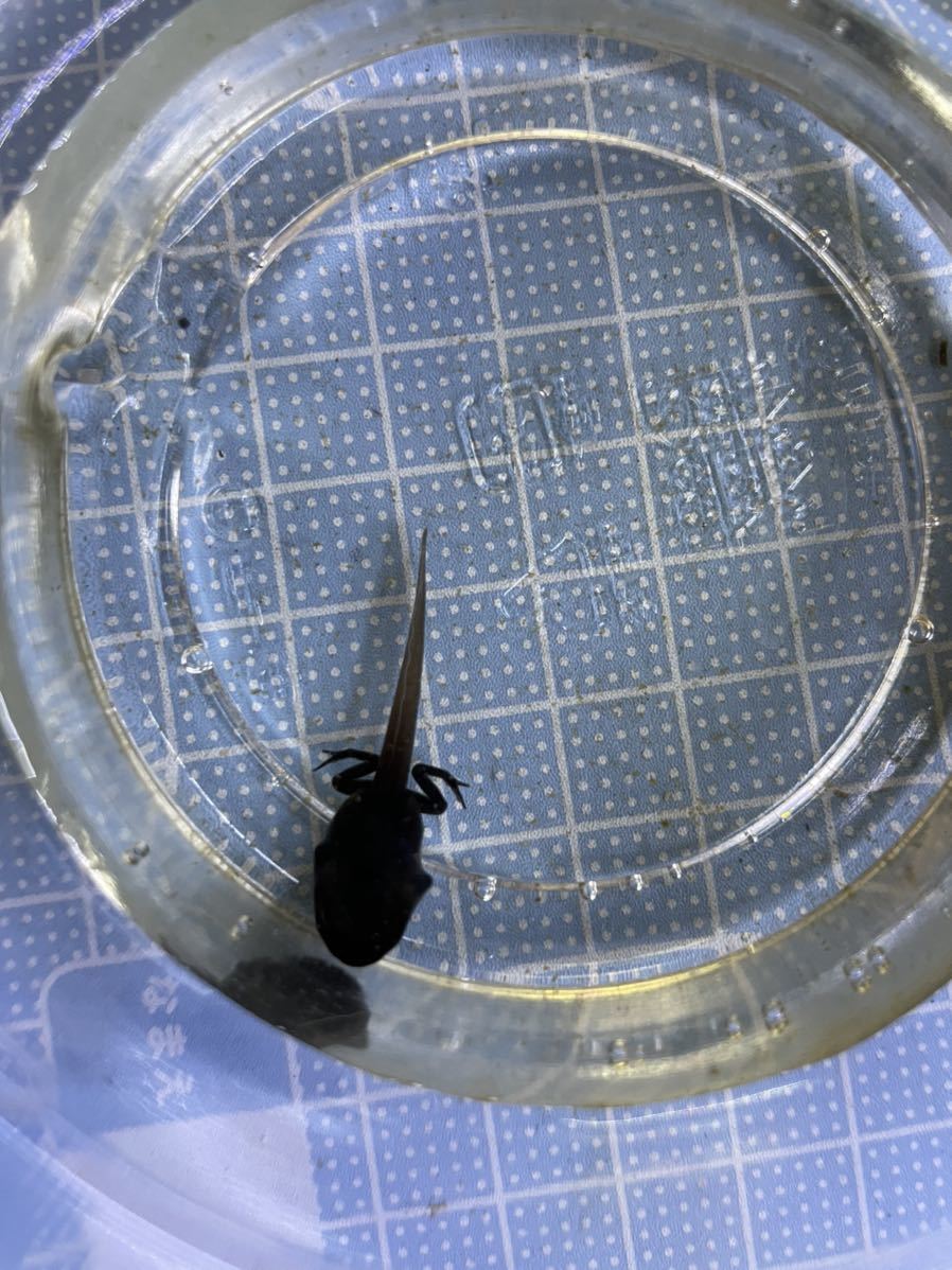 オタマ3匹セット レア アイゾメヤドクガエル シパリウィニ Sipaliwini アイゾメ ヤドク Www Amrapalihotel Com