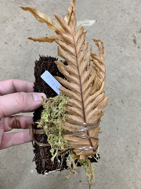 ドリナリア・リキドゥラ 'ホワイティー' Drynaria rigidula ドリナリア・リキドゥラ 'ホワイティー' Drynaria rigidula