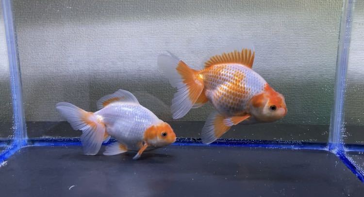 日本オランダ獅子頭 2歳 約14cm 2匹セットA(獅子頭)｜売買された 