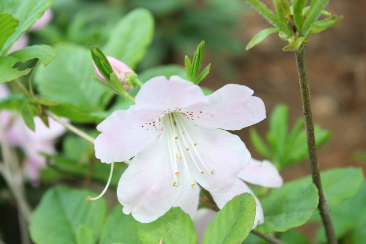 クロフネツツジ 草丈５０ｃｍ前後 花芽付き 根巻き 植木 庭木 売買されたオークション情報 Yahooの商品情報をアーカイブ公開 オークファン Aucfan Com
