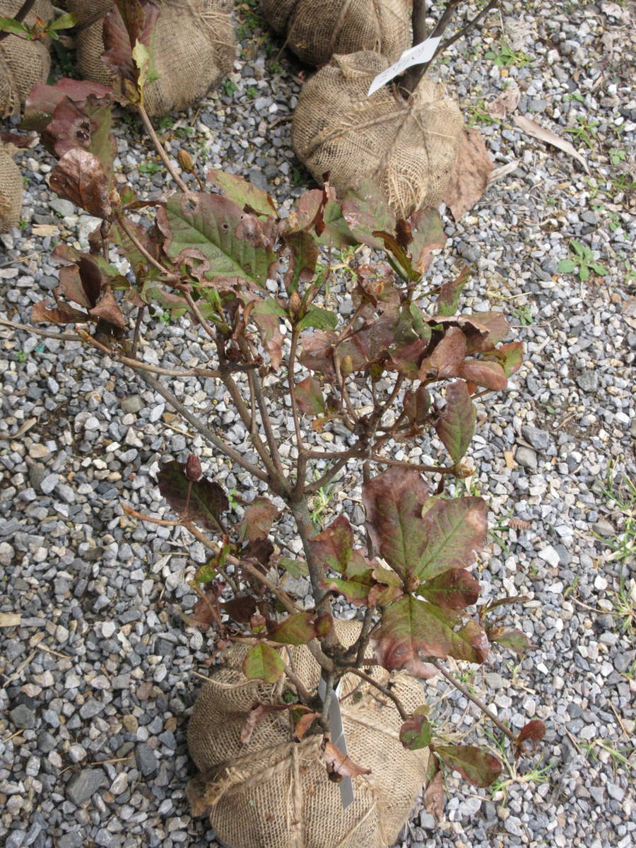 クロフネツツジ 草丈５０ｃｍ前後 花芽付き 根巻き 植木 庭木 売買されたオークション情報 Yahooの商品情報をアーカイブ公開 オークファン Aucfan Com