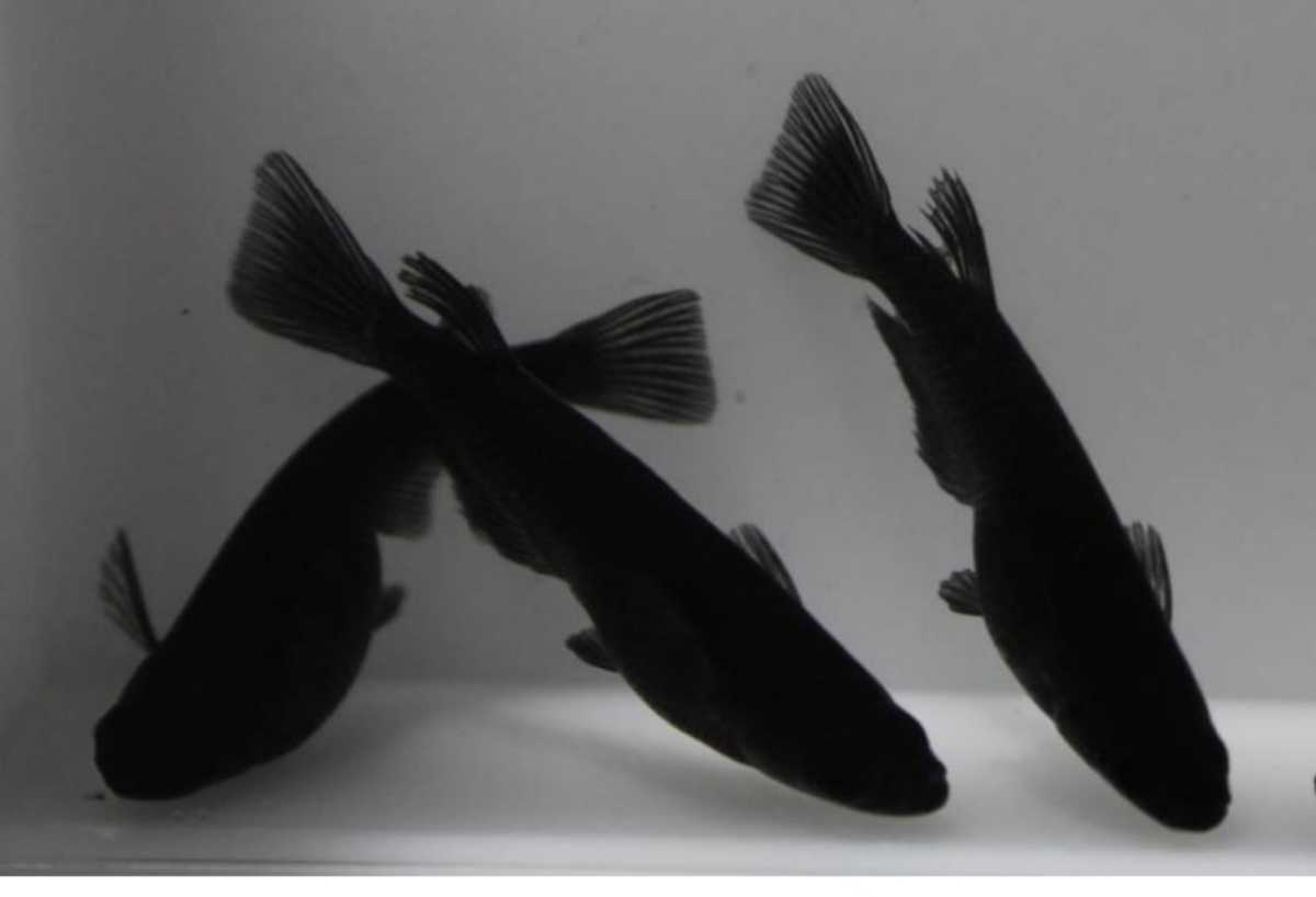 諏訪めだか 有精卵 オロチメダカ 飛鳥系 の有精卵 15個 A の黒メダカ めだか 売買されたオークション情報 Yahooの商品情報をアーカイブ公開 オークファン Aucfan Com