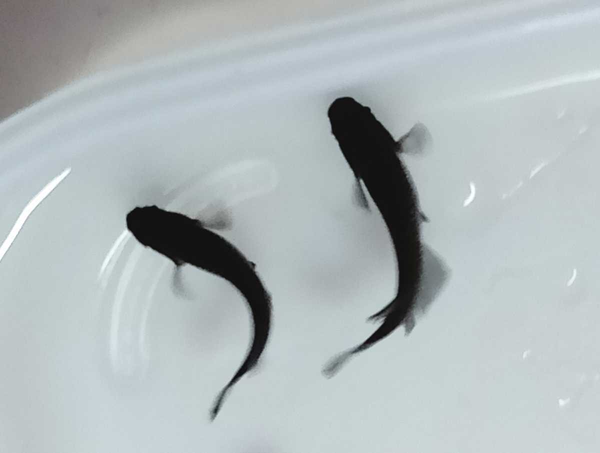諏訪めだか 有精卵 オロチメダカ 飛鳥系 の有精卵 15個 A の黒メダカ めだか 売買されたオークション情報 Yahooの商品情報をアーカイブ公開 オークファン Aucfan Com